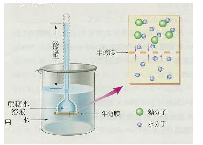 扩散作用|扩散作用